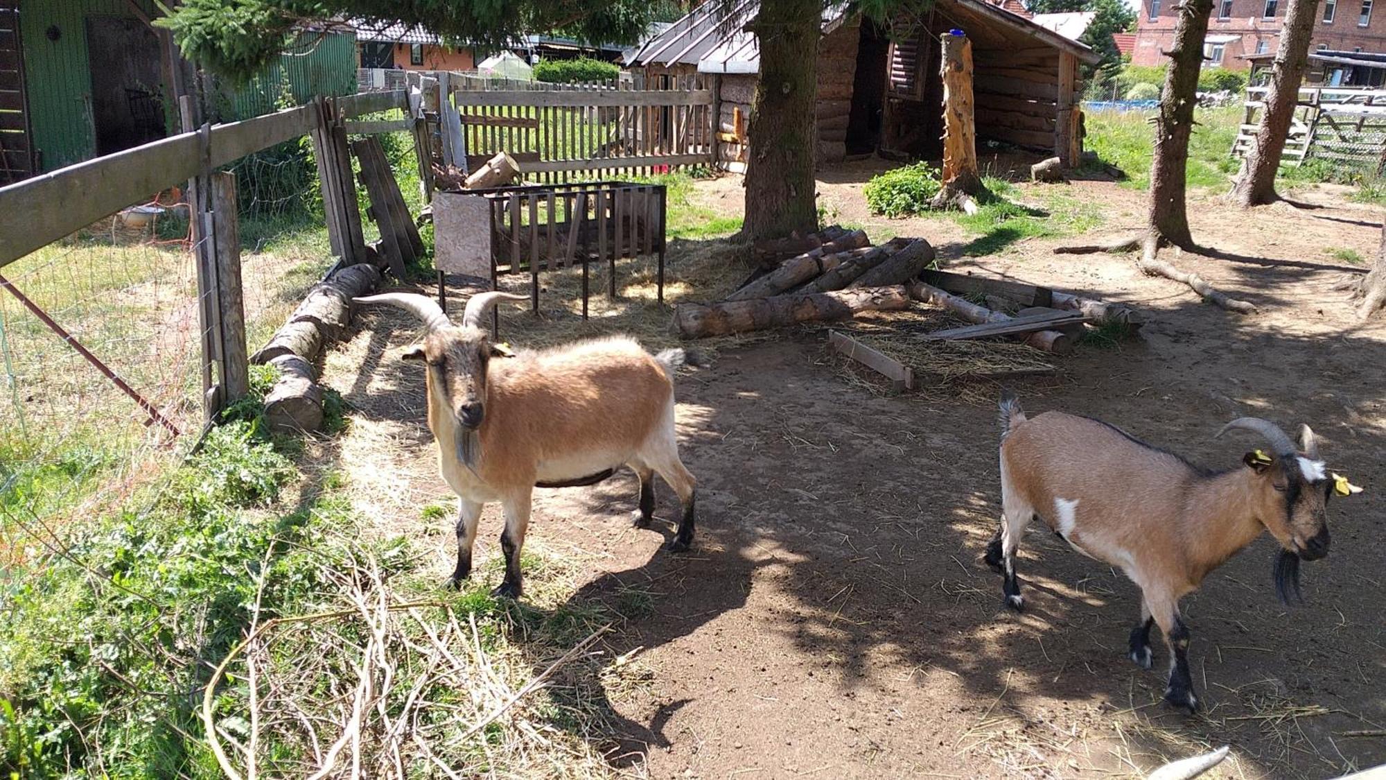 Ferienwohnung Sonnenschein Mit Kleinem Bauernhof Thale Buitenkant foto