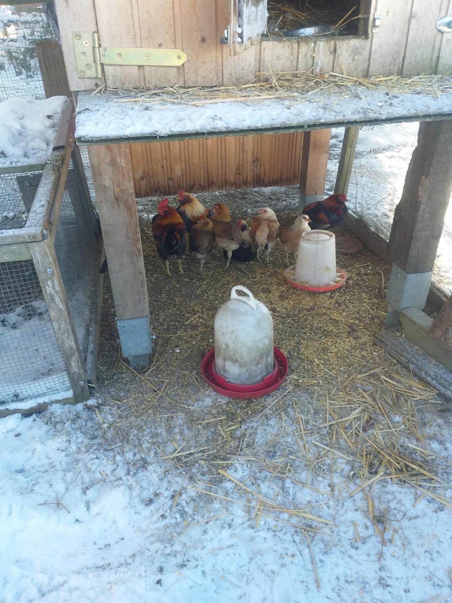 Ferienwohnung Sonnenschein Mit Kleinem Bauernhof Thale Buitenkant foto
